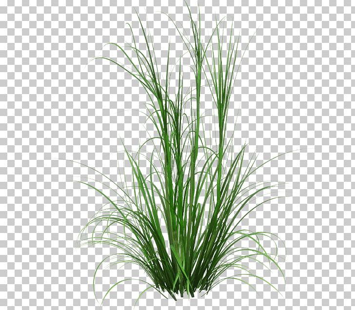 Corkscrew Rush Fountain Grass Ornamental Grass Spreading Rush PNG, Clipart, Chrysopogon Zizanioides, Commodity, Fountain Grass, Fountaingrasses, Grass Free PNG Download