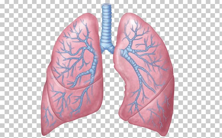 Lung Anatomy Respiratory System Respiration Human Body PNG, Clipart, Anatomy, Blood Vessel, Breathing, Bronchus, Cephalic Vein Free PNG Download