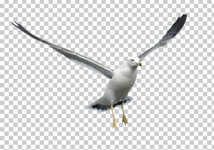 Bird Domestic Pigeon PNG, Clipart, Animals, Beak, Bird, Charadriiformes, Domestic Pigeon Free PNG Download