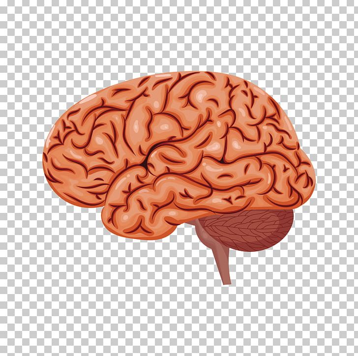 Brain Research Neurology UCL Advances Scientist PNG, Clipart, Ache, Altered Level Of Consciousness, Biology, Brain, Brain Icon Free PNG Download