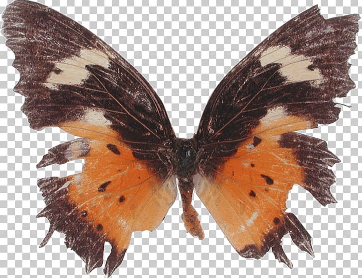 Brush-footed Butterflies Butterfly Moth Stinking Passionflower Cethosia Cyane PNG, Clipart, Arthropod, Brush Footed Butterfly, Butterfly, Cethosia, Cethosia Cyane Free PNG Download