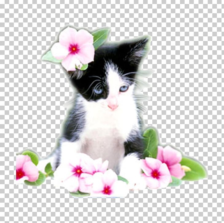 Cat Kitten Felidae Puppy Cuteness PNG, Clipart, Animals, Bicolor Cat, Black Cat, Carnivoran, Cat Like Mammal Free PNG Download