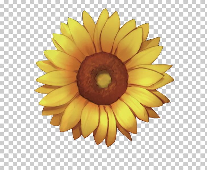 Common Sunflower PNG, Clipart, Closeup, Creative, Daisy Family, Download, Flower Free PNG Download