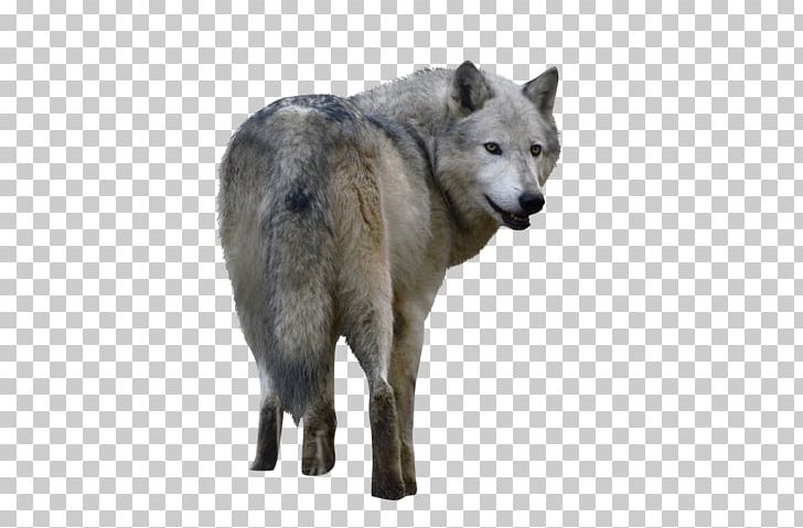 Czechoslovakian Wolfdog Saarloos Wolfdog Alaskan Tundra Wolf Coyote PNG, Clipart, Alaskan Tundra Wolf, Animal, Animals, Canidae, Canis Lupus Tundrarum Free PNG Download