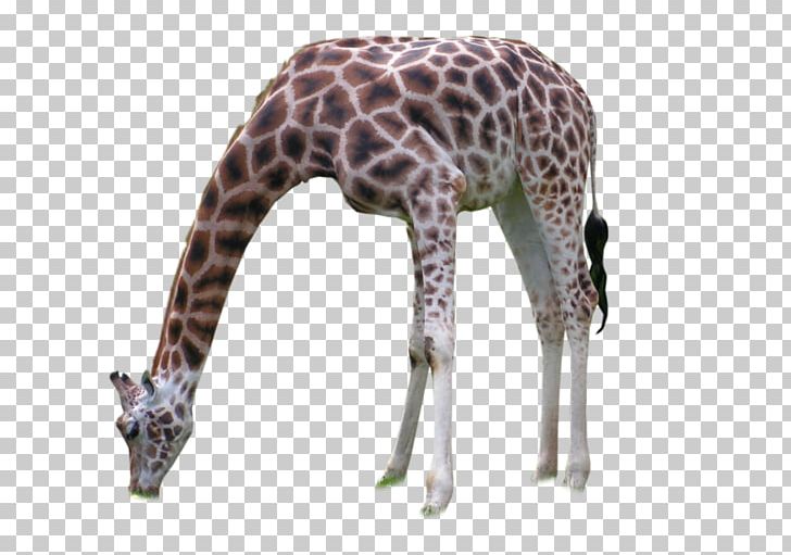 Giraffe Neck Wildlife Terrestrial Animal PNG, Clipart, Africa, Animal, Animals, Giraffe, Giraffidae Free PNG Download
