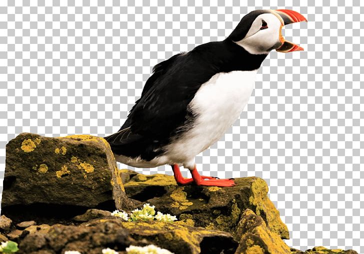 Puffin Microsoft Paint Paint.net Massachusetts Institute Of Technology Beak PNG, Clipart, Auk, Beak, Bird, Charadriiformes, Fauna Free PNG Download