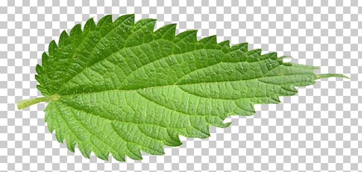 Common Nettle Leaf Plectranthus Scutellarioides PNG, Clipart, Botany, Common Nettle, Dioecy, Elm Family, Extract Free PNG Download