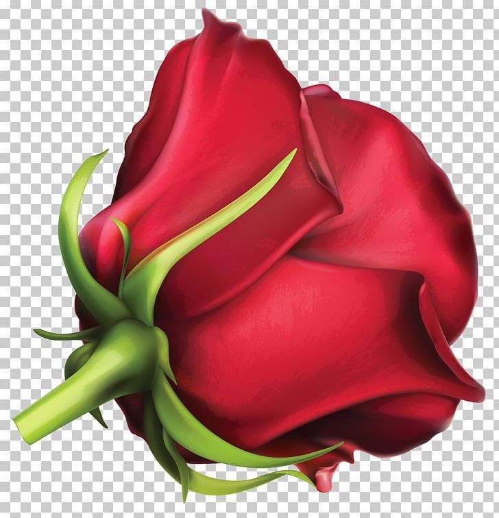 Rose Red PNG, Clipart, Blue, Bud, Closeup, Cut Flowers, Editing Free PNG Download