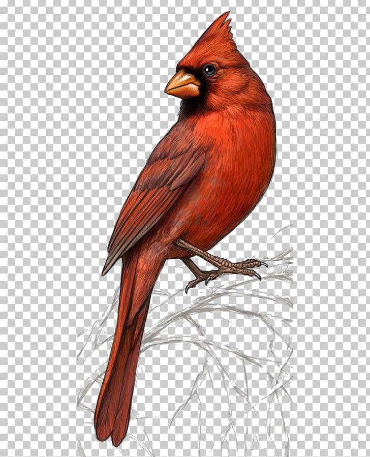 Bird Northern Cardinal St. Louis Cardinals PNG, Clipart, Animal, Animals, Art, Beak, Bird Free PNG Download