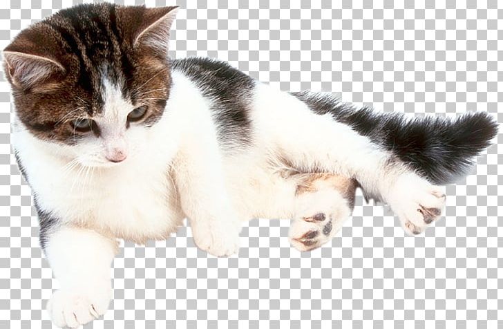 Cat Online Chat Kitten Fond Blanc Craft Magnets PNG, Clipart, Aegean Cat, Blog, Carnivoran, Cat, Cat Like Mammal Free PNG Download