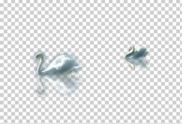 Cygnini Duck Euclidean PNG, Clipart, Animal, Animals, Beak, Bird, Black Swan Free PNG Download