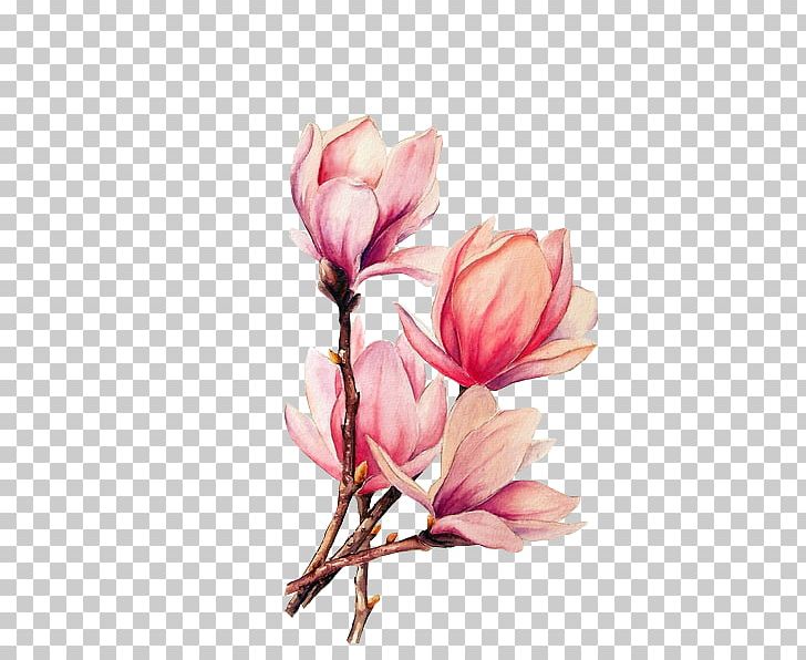 Watercolor Painting Tattoo Drawing Magnolia PNG, Clipart, Blossom, Branch, Color, Computer Wallpaper, Floral Design Free PNG Download