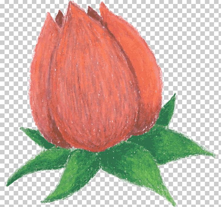 Bud Flower Petal PNG, Clipart, Animation, Bud, Commodity, Crocus, Drawing Free PNG Download