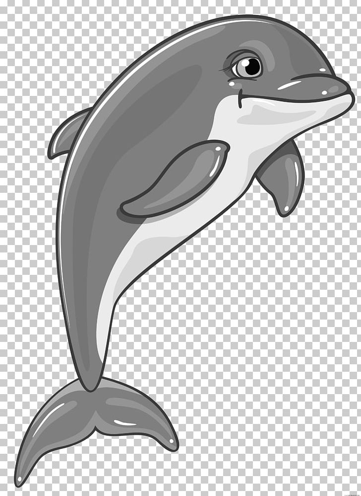 Common Bottlenose Dolphin Spinner Dolphin PNG, Clipart, Animals, Automotive Design, Beak, Black And White, Bottlenose Dolphin Free PNG Download