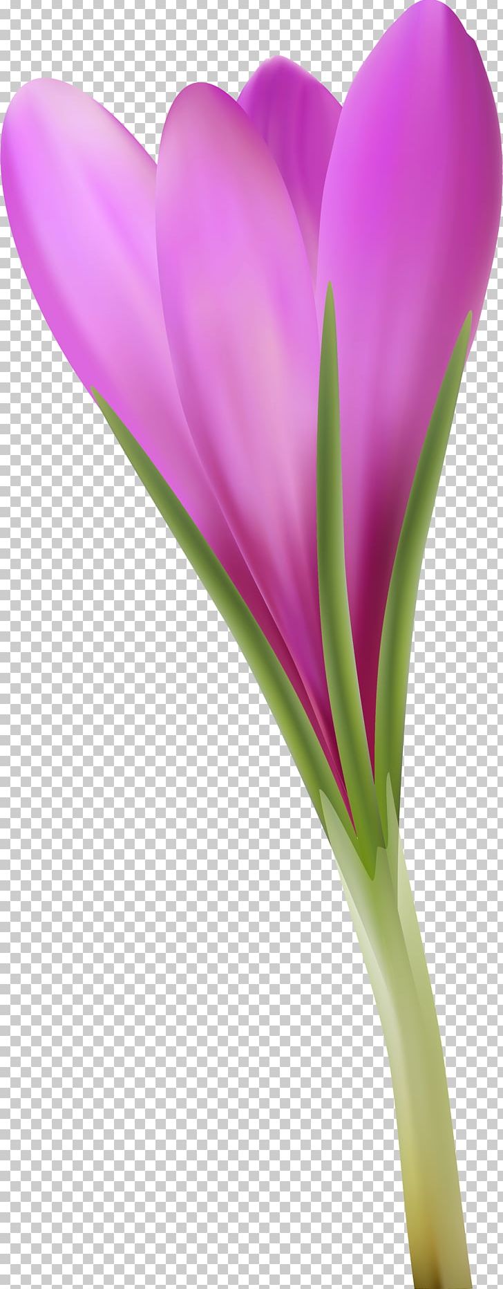 Crocus Close-up Plant Stem PNG, Clipart, Closeup, Closeup, Crocus, Flower, Flowering Plant Free PNG Download