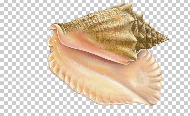 Monterey Bay Aquarium Cockle Mussel Clam Oyster PNG, Clipart, Clam, Clams Oysters Mussels And Scallops, Cockle, Conch, Conchology Free PNG Download