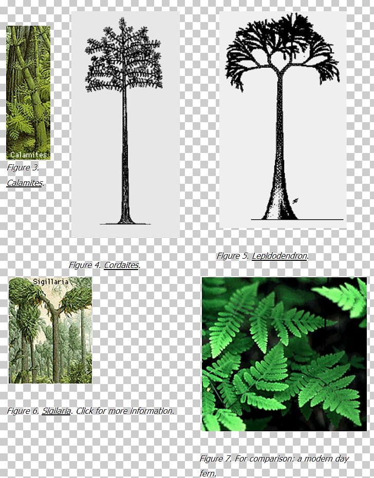 Pine Family Carboniferous Coal Flora Tree PNG, Clipart, Biome, Branch, Carboniferous, Coal, Conifer Free PNG Download