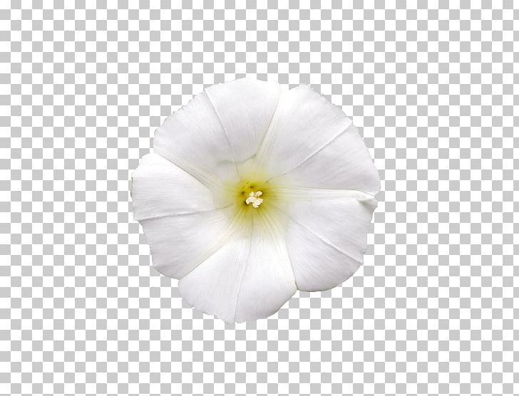 Tropical White Morning-glory Morning Glory Solanales Mallows Flower PNG, Clipart, Family, Flower, Flowering Plant, Mallow, Mallow Family Free PNG Download