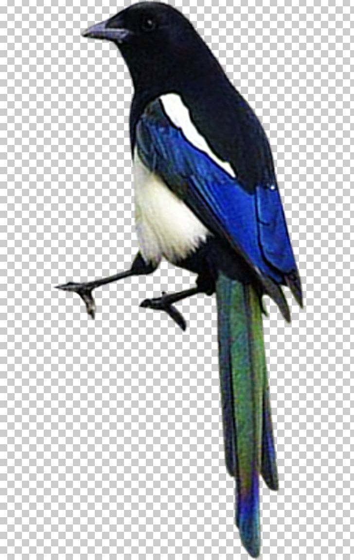 Eurasian Magpie Bird Airplane PNG, Clipart, Airplane, Animals, Beak, Bird, Bird Cage Free PNG Download