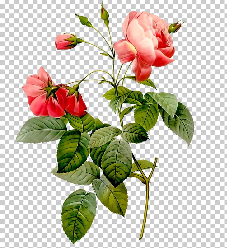 Rose Flower Stock Photography PNG, Clipart, Art, Branch, Cut Flowers, Flower, Flowering Plant Free PNG Download