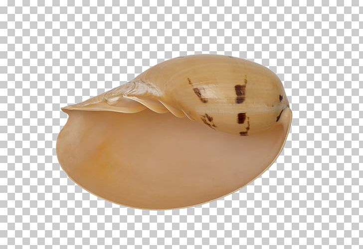 The Seashell Company Jaw Beige Craft PNG, Clipart, Animals, Beige, Craft, Fruit Nut, Jaw Free PNG Download