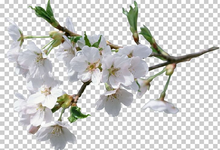 Cerasus Flower PNG, Clipart, Apples, Apricot, Blossom, Branch, Cdr Free PNG Download