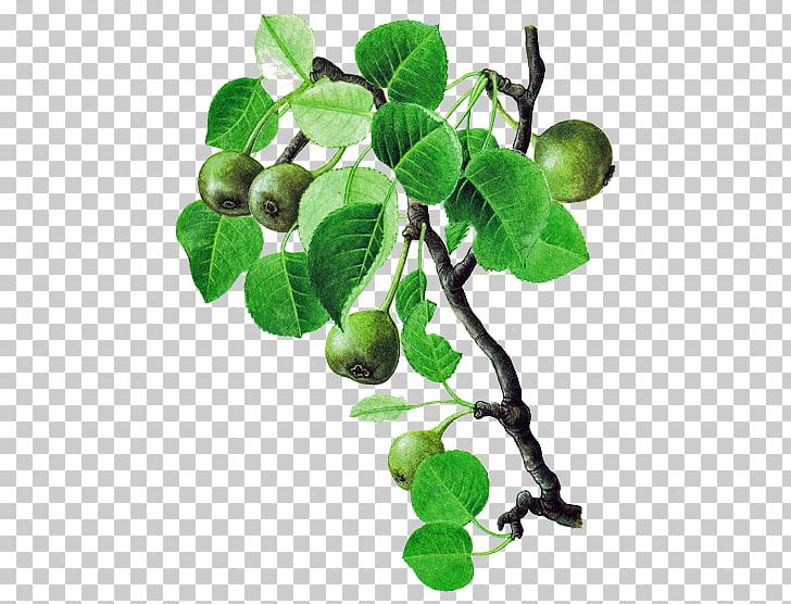 Fruit Liqueur Eau De Vie Pyrus Pyraster European Pear PNG, Clipart, Branch, Drawing, Eau De Vie, European Pear, Fig Free PNG Download