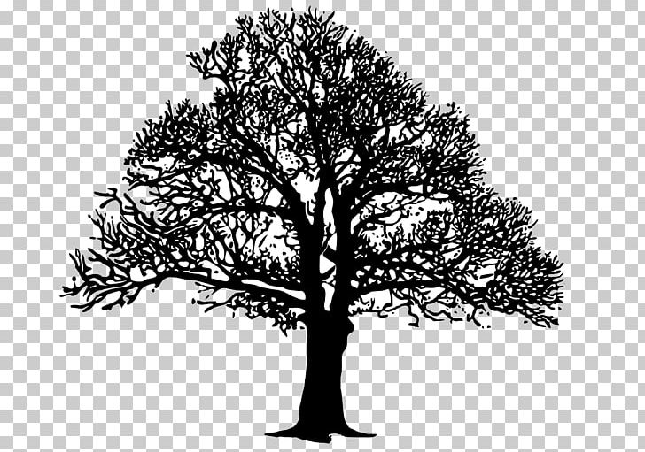 Tree PNG, Clipart, Art, Black And White, Branch, Download, Drawing Free PNG Download