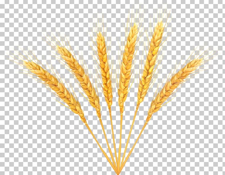 Wheat PNG, Clipart, Autumn, Cereal, Clipart, Clip Art, Commodity Free PNG Download