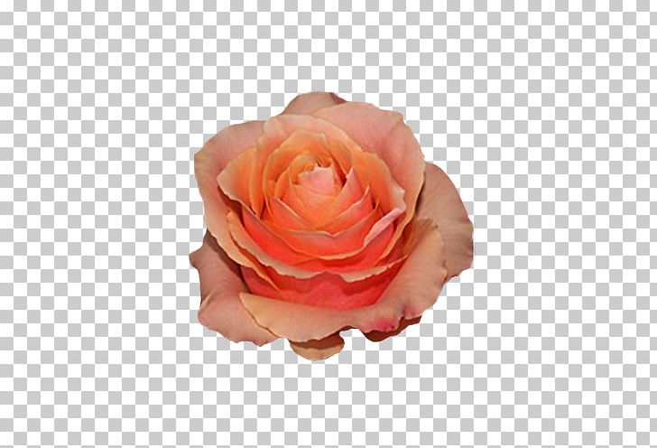Garden Roses Cabbage Rose Floribunda Ecuador Flower PNG, Clipart, Carpe Diem, Container Garden, Cut Flowers, Ecuador, Floribunda Free PNG Download