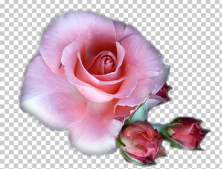 Garden Roses Centifolia Roses Floribunda Petal Flower PNG, Clipart, Antique, Antiquity, Blume, Cartoon, Decorative Free PNG Download