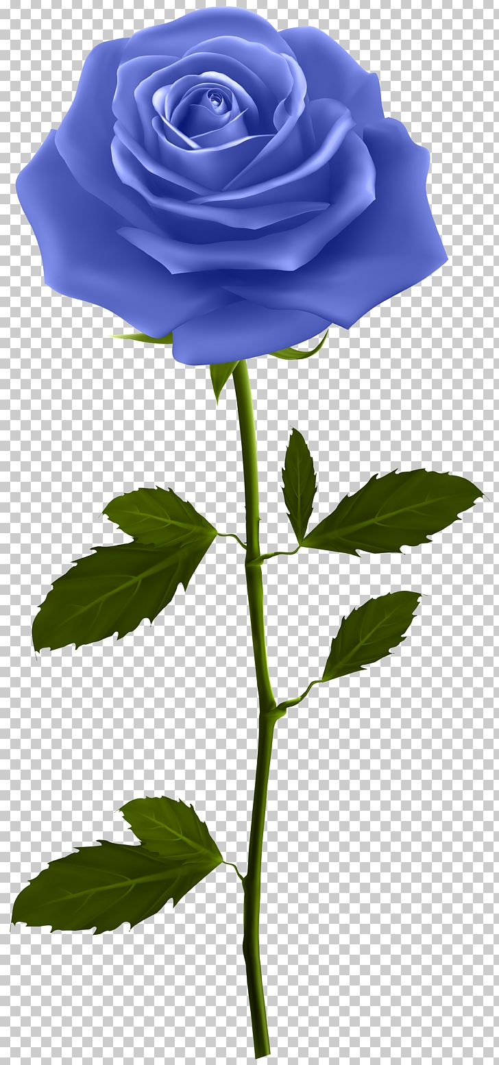 Rose Flower Png Clipart Blue Blue Rose Clipart Clip Art Flora Free Png Download