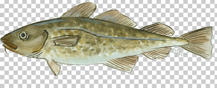 Atlantic Cod Fish Products Oily Fish PNG, Clipart, Animal, Animal Figure, Animals, Atlantic Cod, Carp Free PNG Download
