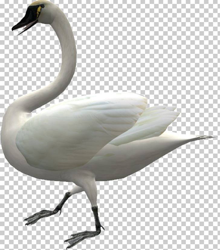 Cygnini Domestic Goose Duck PNG, Clipart, 3d Computer Graphics, Animals, Beak, Bird, Black Swan Free PNG Download