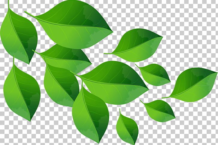 Green Leaf Material PNG, Clipart, Background Green, Branch, Color, Concept, Graphics Free PNG Download