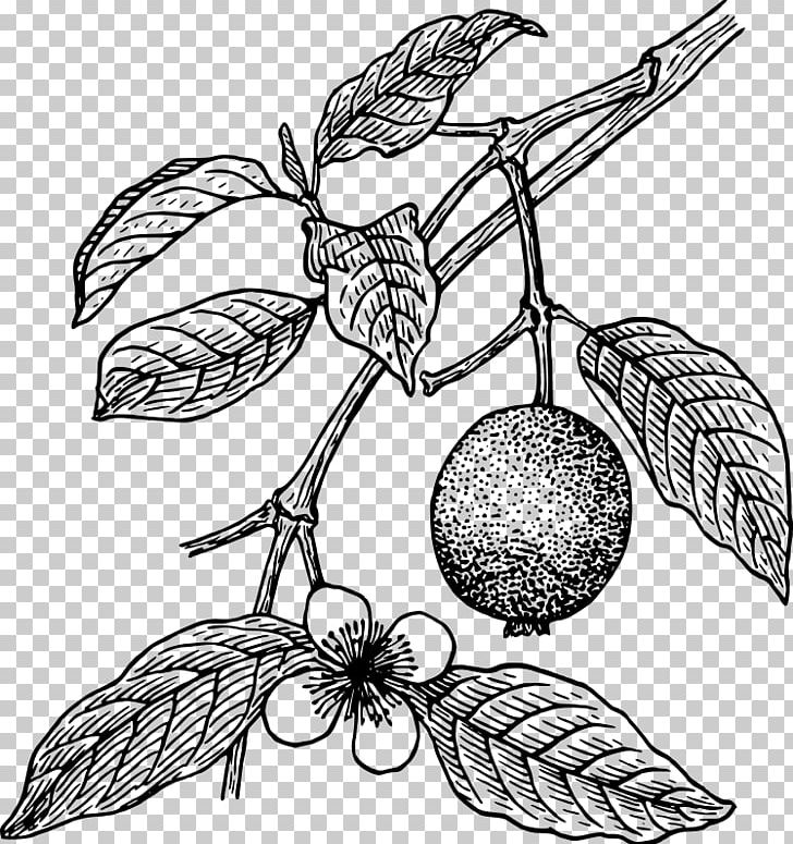 Juice Guava Tropical Fruit Tree PNG, Clipart, Art, Artwork, Black And White, Branch, Canned Goods Clipart Free PNG Download