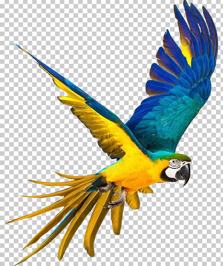 Parrot Bird Blue-and-yellow Macaw Stock Photography PNG, Clipart, Animal, Animals, Beak, Birds, Color Free PNG Download