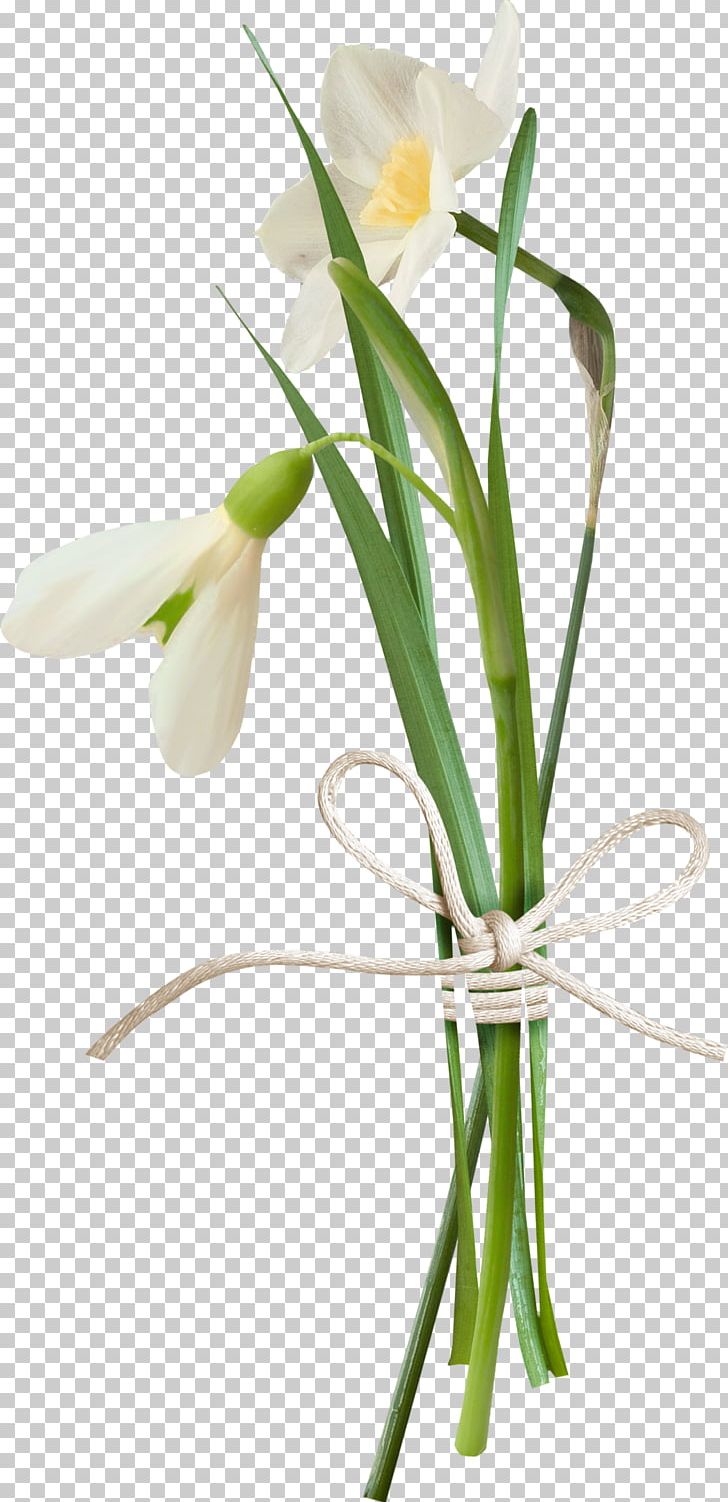 Flower Spring PNG, Clipart, Color, Cut Flowers, Floral Design, Floristry, Flower Free PNG Download