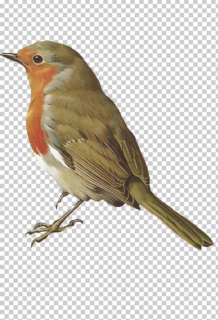 Bird European Robin Common Nightingale PNG, Clipart, Animal, Animals, Beak, Bird, Birds Free PNG Download