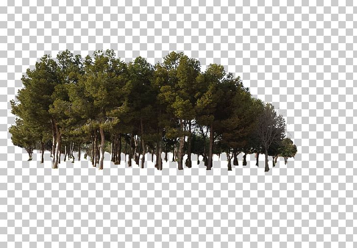 Pine Tree Forest PNG, Clipart, Biome, Christmas Tree, Conifer, Ecosystem, Encapsulated Postscript Free PNG Download