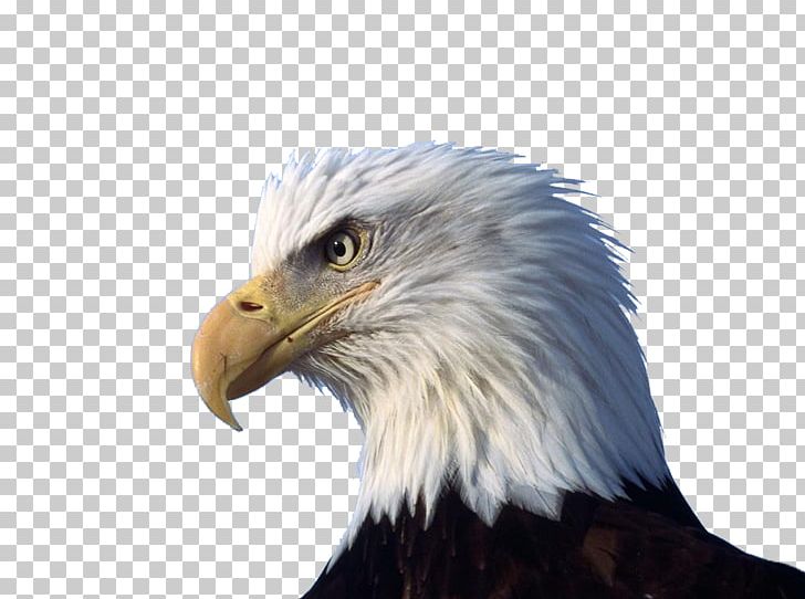 Bald Eagle High-definition Video Display Resolution PNG, Clipart, 8k Resolution, 1080p, Accipitriformes, Android, Animal Free PNG Download