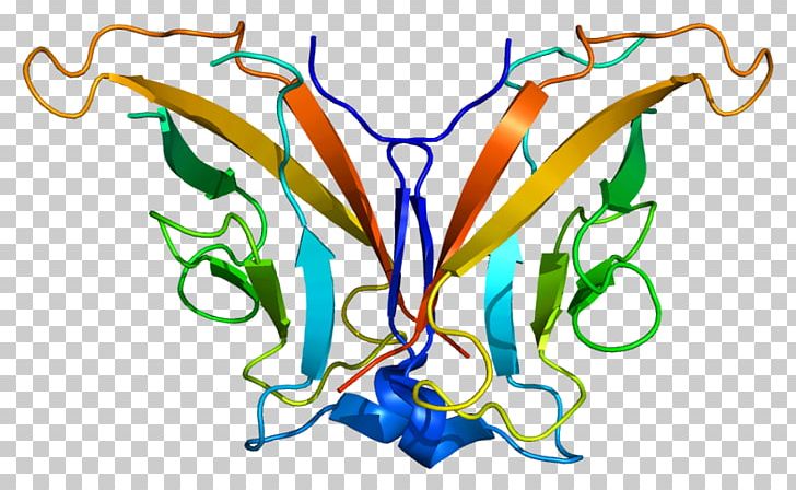 CDH8 VE-cadherin Gene CDH3 PNG, Clipart, Art, Artwork, Branch, Cadherin, Chromosome Free PNG Download