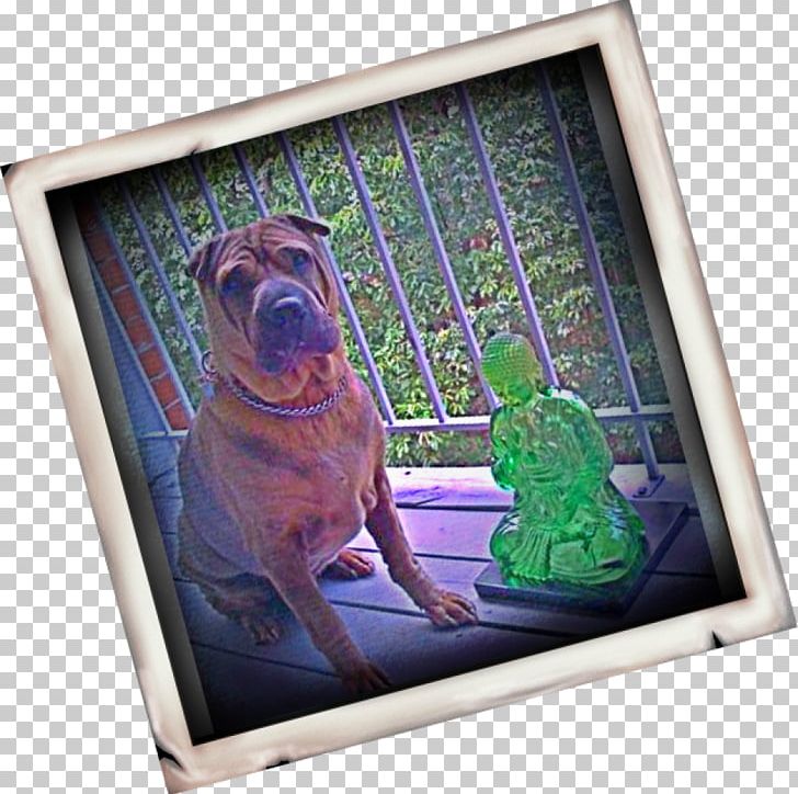 Dog Television Frames Snout PNG, Clipart, Animals, Dog, Dog Like Mammal, Picture Frame, Picture Frames Free PNG Download