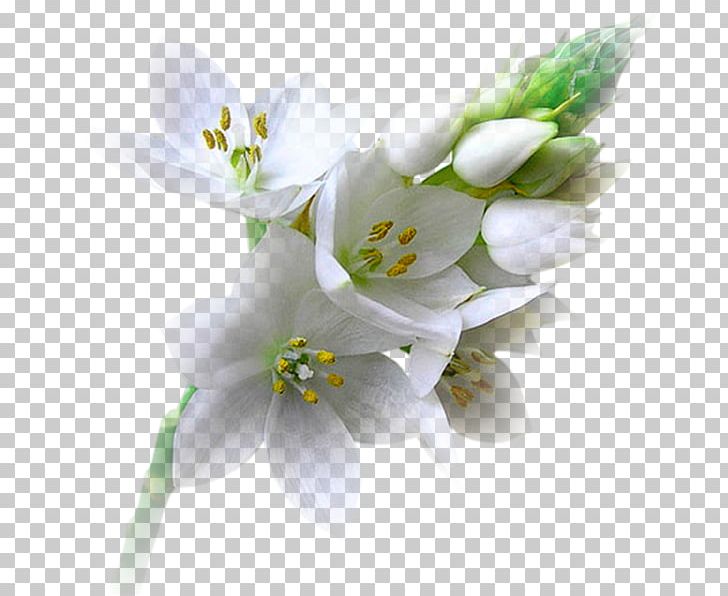 Flower Blog Animaatio Floral Design PNG, Clipart, Animaatio, Animation, Apunt, Blog, Blossom Free PNG Download