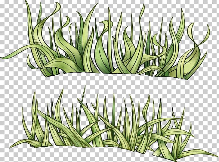 Grass Drawing Herbaceous Plant PNG, Clipart, Animation, Commodity, Computer Icons, Download, Drawing Free PNG Download