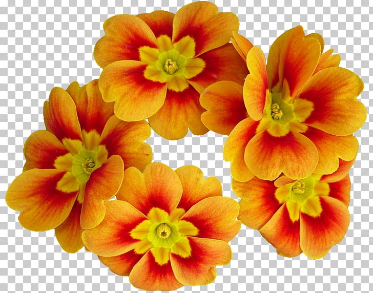 Primrose Flower Oratorio Di Bracciano Beato Innocenzo XI Parrocchia Santo Stefano Protomartire Petal PNG, Clipart, Annual Plant, Bracciano, Cut Flowers, Deacon, Drawing Free PNG Download