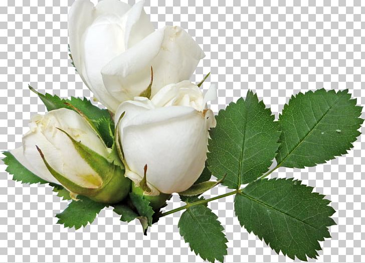 Rose PNG, Clipart, Art White, Bit, Bud, Clip Art, Computer Icons Free PNG Download