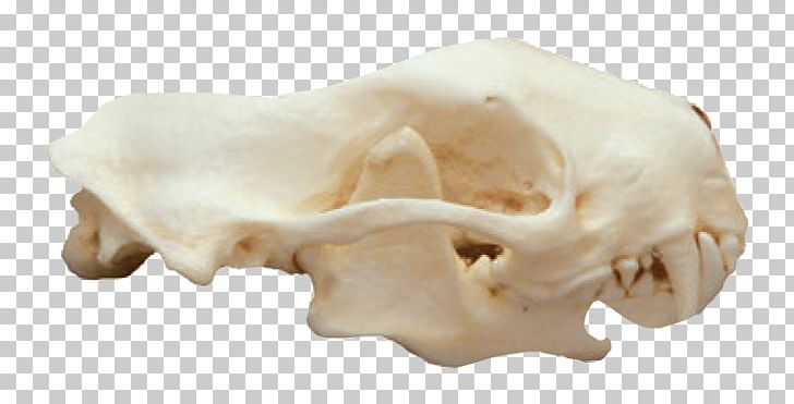 Striped Skunk Mammal Animal Skulls PNG, Clipart, Animal, Animal Skulls, Bone, Carnassial, Elk Free PNG Download
