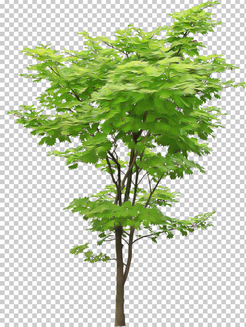 Plane PNG, Clipart, Branch, Flower, Green, Leaf, Maple Free PNG Download