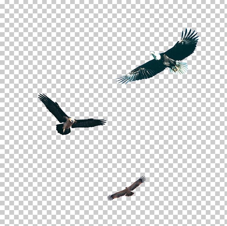 Bird Hawk PNG, Clipart, Adobe Illustrator, Angle, Animals, Background Black, Beak Free PNG Download